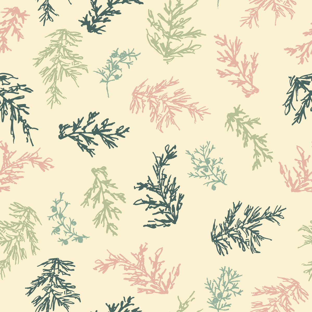 Cedar